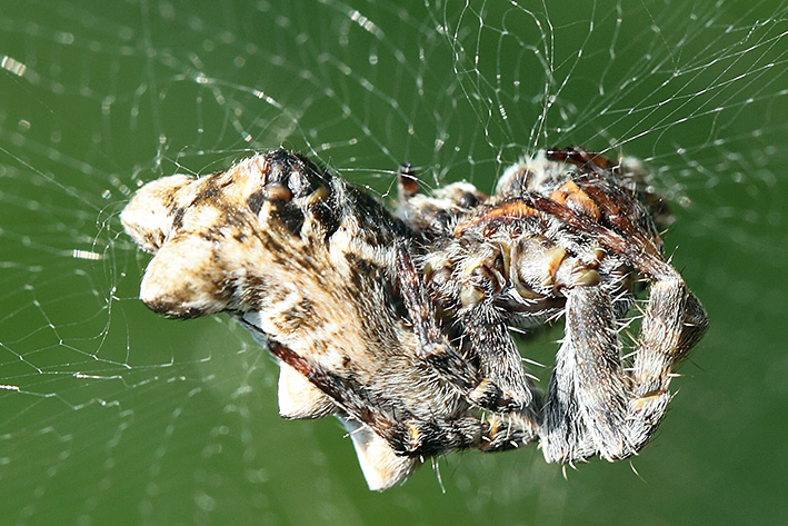 Cyrtophora citricola - Taggia (IM)